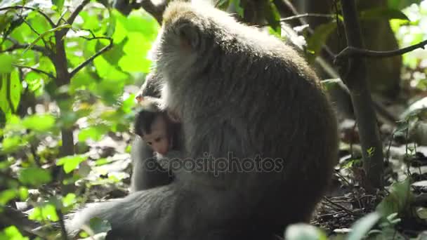 Macacos na floresta em Bali. — Vídeo de Stock