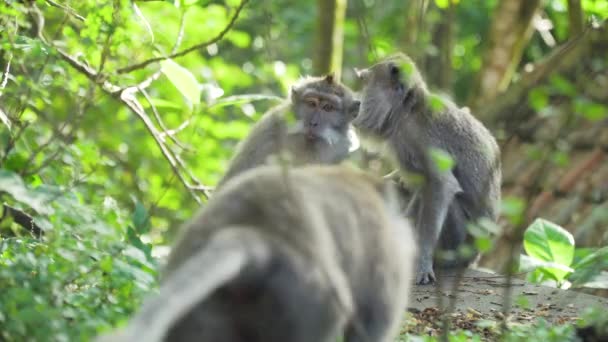 Scimmie nella foresta di Bali. — Video Stock