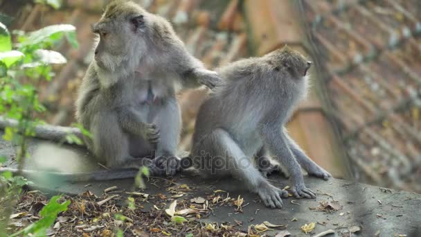 Singes dans la forêt à Bali. — Video