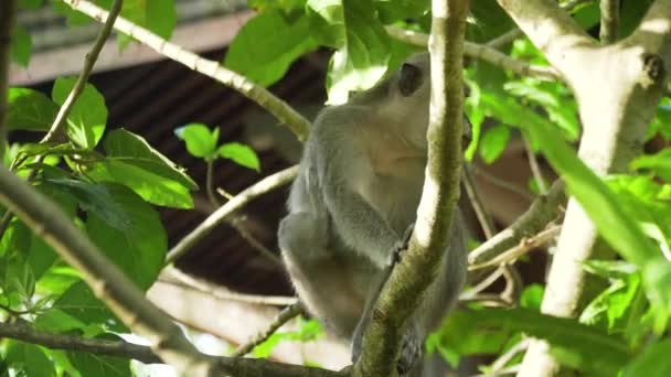 Opice v lese na Bali. — Stock video