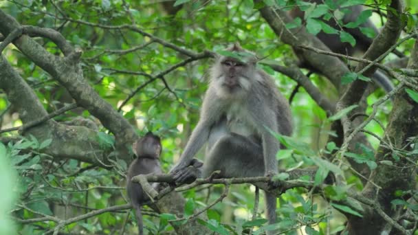 Monos en el bosque de Bali. — Vídeos de Stock