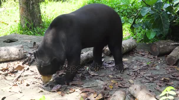 Malajské slunce bear. Bali, Indonésie. — Stock video