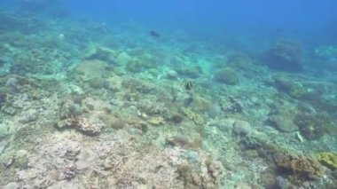 Mercan ve tropikal balık. Bali, Endonezya.