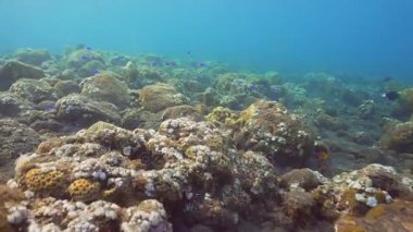 Mercan ve tropikal balık. Bali, Endonezya.