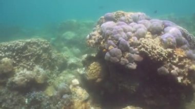 Mercan ve tropikal balık. Bali, Endonezya.