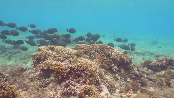 Recifes de coral e peixes tropicais. Bali, Indonésia . — Vídeo de Stock