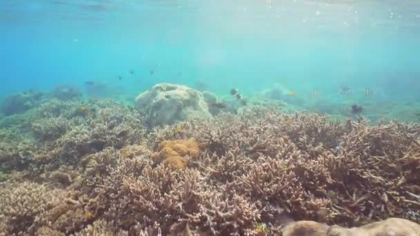 Arrecife de coral y peces tropicales. Bali, Indonesia . — Vídeos de Stock