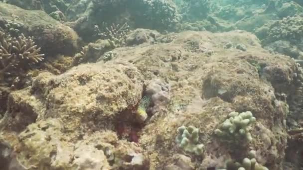 Вугр мореї на кораловому рифі.. — стокове відео