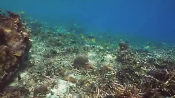 Arrecife de coral y peces tropicales. Bali, Indonesia . — Vídeo de stock