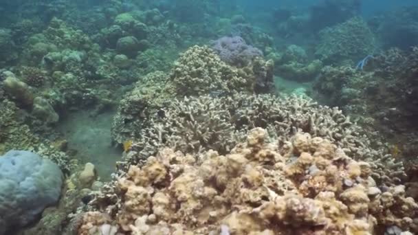 Korallenriffe und tropische Fische. bali, indonesien. — Stockvideo