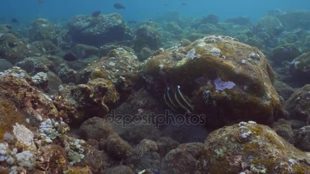 Koraalrif en tropische vissen. Bali, Indonesië. — Stockvideo