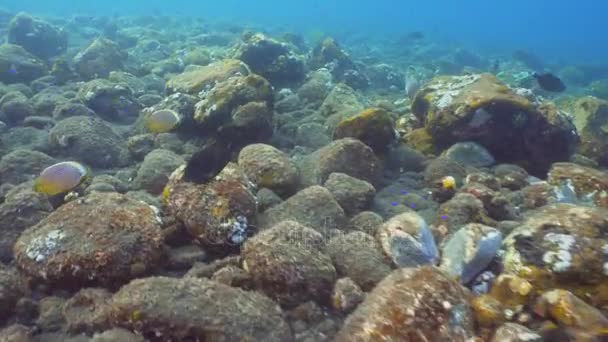 Arrecife de coral y peces tropicales. Bali, Indonesia . — Vídeos de Stock