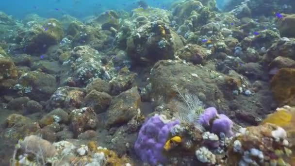 Koralrev og tropiske fisk. Bali, Indonesien . – Stock-video