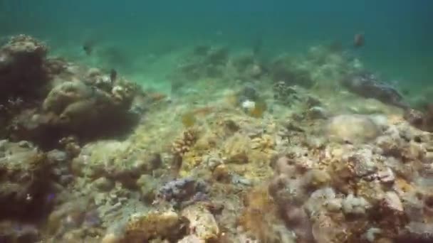 Коралловый риф и тропическая рыба. Bali, Indonesia . — стоковое видео