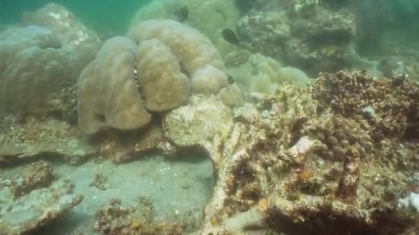 Koraalrif en tropische vissen. Bali, Indonesië. — Stockvideo