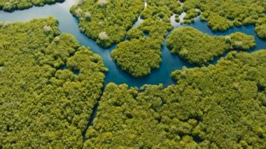Mangrov ormanları Asya. Filipinler Siargao Adası.