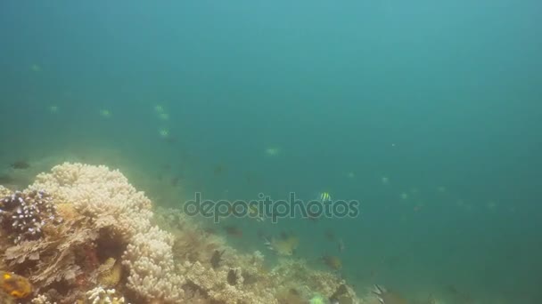 Korallenriffe und tropische Fische. bali, indonesien. — Stockvideo