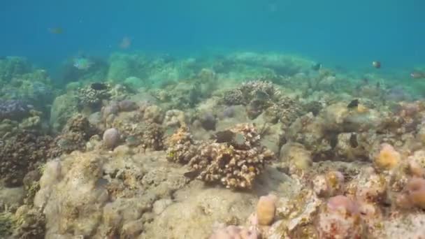 Recifes de coral e peixes tropicais. Bali, Indonésia . — Vídeo de Stock