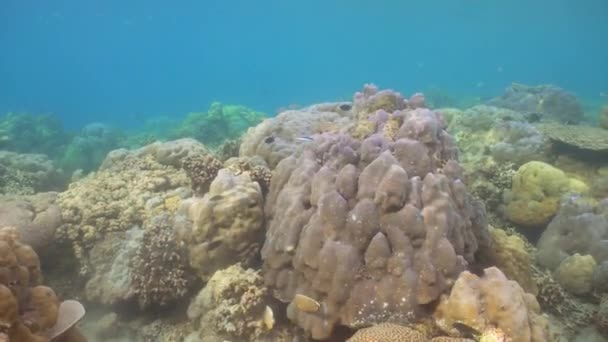 Recifes de coral e peixes tropicais. Bali, Indonésia . — Vídeo de Stock