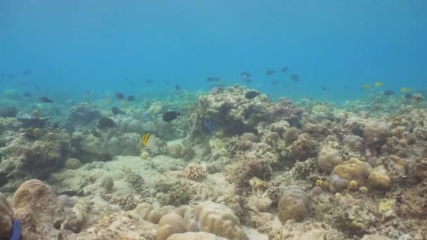 Barriera corallina e pesce tropicale. Bali, Indonesia . — Video Stock