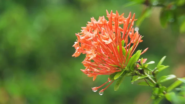 Gotas de chuva em flor . — Fotografia de Stock