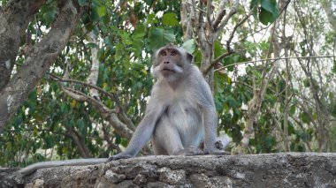 Bali 'deki ormanda maymunlar.