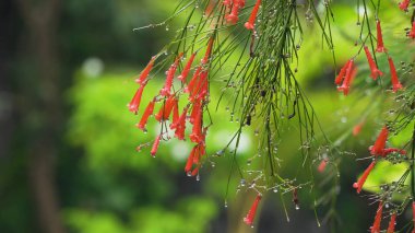 Yağmur damlaları çiçek.