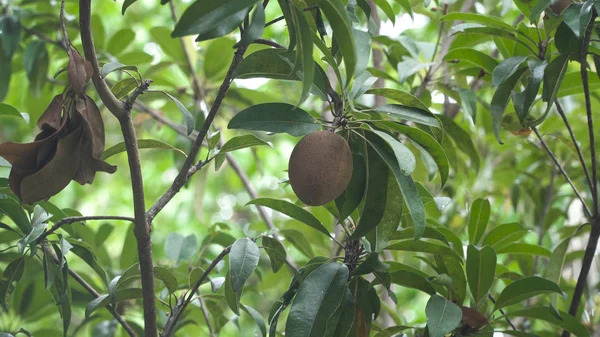 Kiwi fruit on the tree