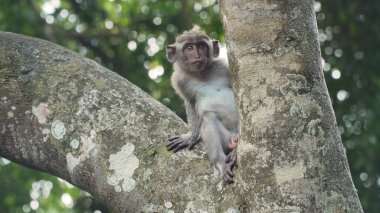 Bali 'deki ormanda maymunlar.
