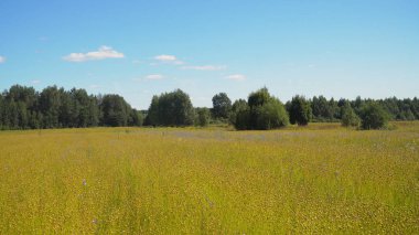 Yaz manzara, keten bir alan