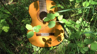 Ormanda akustik gitar.