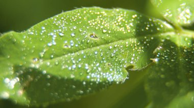 Çimlerin üzerinde bir çiy damlası