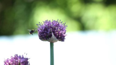 Çiçek arıya yakın çekim.