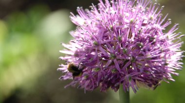 Çiçek arıya yakın çekim.