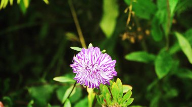 güzel beyaz kır çiçeği.