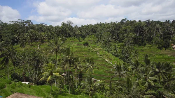 Терраса рисовых полей в Убуде, Бали, Индонезия . — стоковое фото