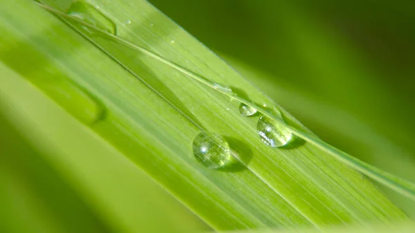 Drop of dew on the grass — Stock Photo, Image