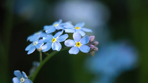 아름 다운 블루 야생 꽃입니다. 매크로. — 스톡 사진