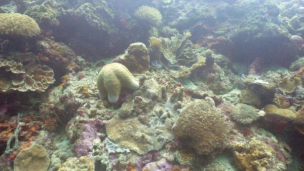 Stella marina sul corallo . — Foto Stock