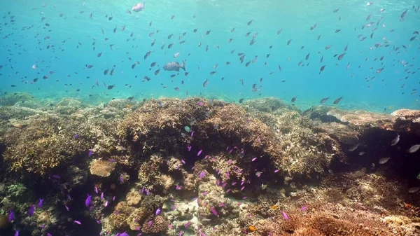 Récif corallien et poissons tropicaux.Philippines — Photo