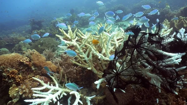 Coral reef and tropical fish.Philippines