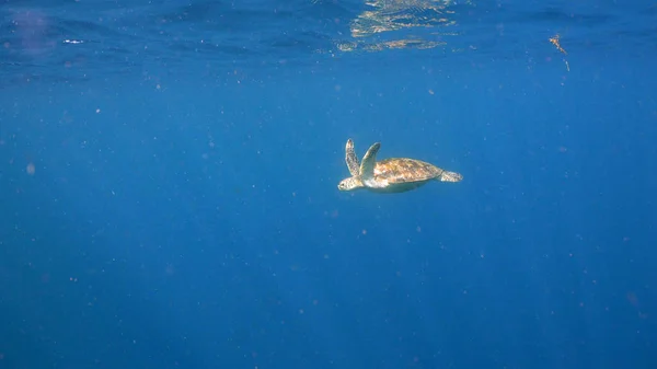 Sea turtle under water.
