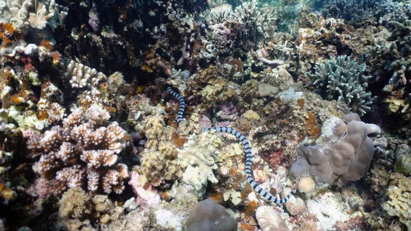 Banded Sea Snake. — Stock Photo, Image