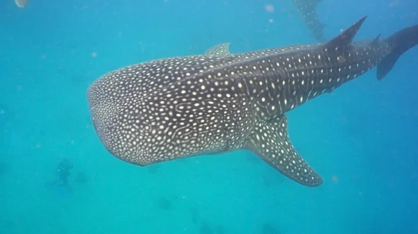 Whale Shark in ocean. — Stock Photo, Image