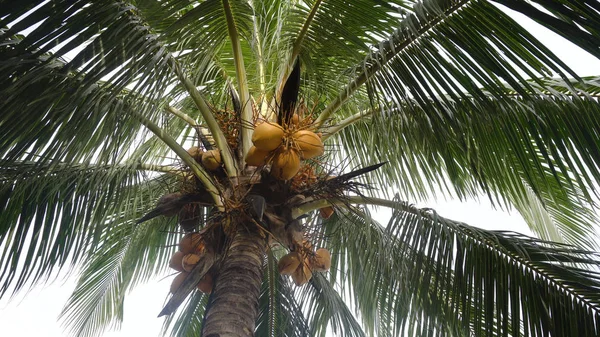 Kokosnussbaum mit Kokosnüssen. — Stockfoto