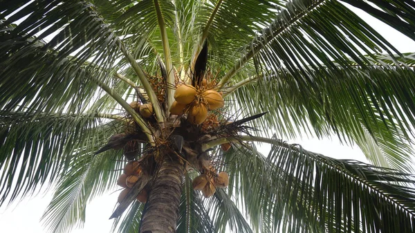 Coconut tree with coconuts.