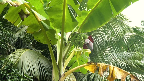 Плоды бананов на банановом дереве. — стоковое фото