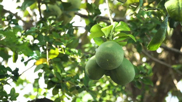 Pomelo fruit tree in the garden. — Stock Photo, Image