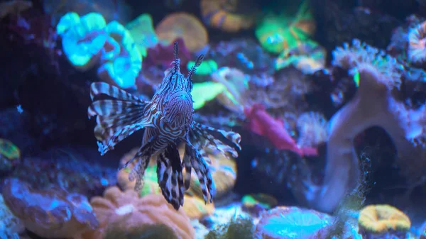 Peces león, arrecife de coral bajo el agua . —  Fotos de Stock