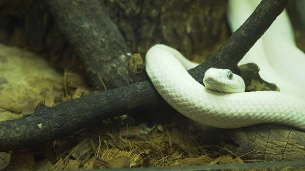 Serpiente blanca yace en una rama — Foto de Stock